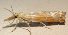Pediasia dorsipunctellus