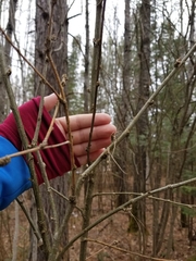 Caragana arborescens