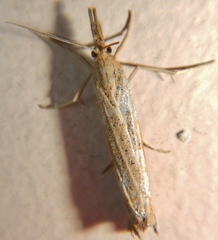 Pediasia dorsipunctellus
