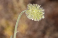 Ptilotus clementii