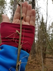 Caragana arborescens