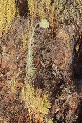Ptilotus clementii