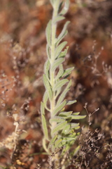 Ptilotus clementii