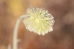 Ptilotus clementii