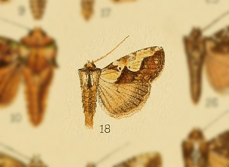 Mudaria leprosa