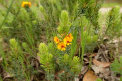 Pultenaea humilis