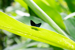 Detritivora hermodora