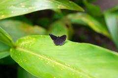 Detritivora hermodora