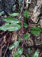 Microgramma mortoniana