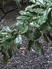 Quercus polymorpha