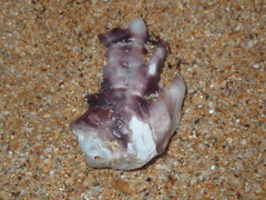 Saccostrea glomerata