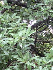 Quercus polymorpha