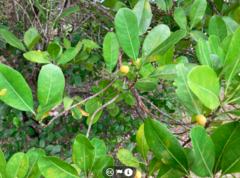 Acronychia imperforata