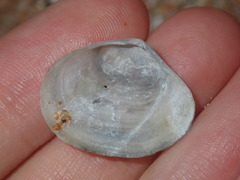 Macomona deltoidalis