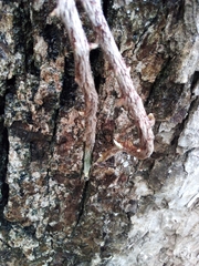 Microgramma mortoniana