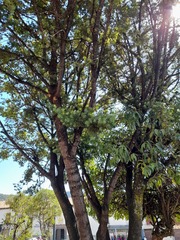 Podocarpus glomeratus