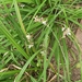 Chlorophytum saundersiae - Photo (c) Marilynnaomi, alguns direitos reservados (CC BY-NC), uploaded by Marilynnaomi