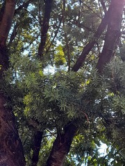 Podocarpus glomeratus