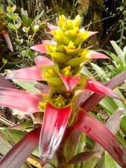 Guzmania squarrosa