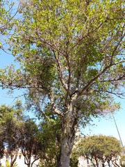 Alnus acuminata