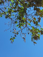 Alnus acuminata