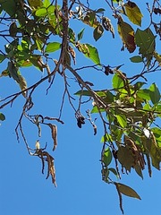 Alnus acuminata