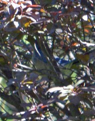 Aphelocoma ultramarina