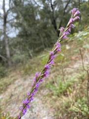 Liatris laevigata
