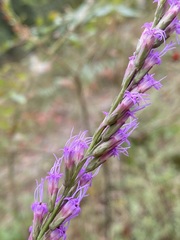 Liatris laevigata