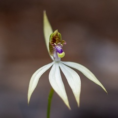 Praecoxanthus aphyllus