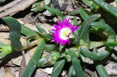 Carpobrotus modestus