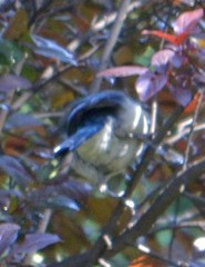 Aphelocoma ultramarina