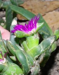 Carpobrotus modestus