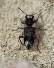 Clerus gilberti