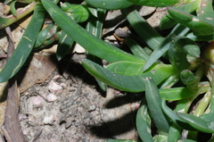 Carpobrotus modestus