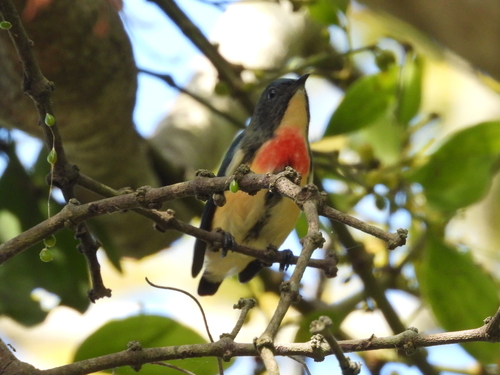 Fire-breasted Flowerpecker (Dicaeum ignipectus), photo 3