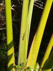 Phelsuma cepediana