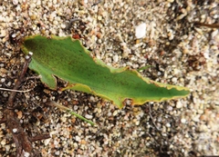 Eriospermum lanceifolium