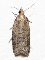 Constrictana constrictana