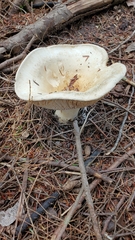 Russula brevipes
