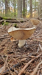 Russula brevipes