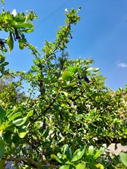 Dunalia spinosa