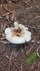 Russula brevipes