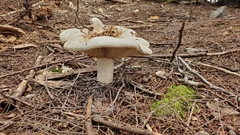 Russula brevipes