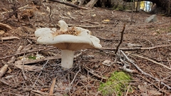 Russula brevipes