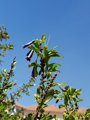 Dunalia spinosa