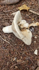 Russula brevipes