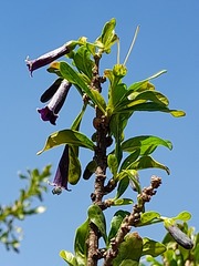 Dunalia spinosa