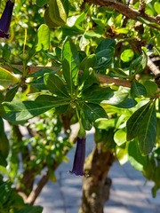 Dunalia spinosa