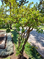 Dunalia spinosa
